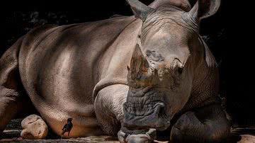 Um rinoceronte - Imagem de Danny See Chuan Seng por Pixabay