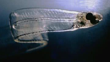 Larva leptocephalus - Wikimedia Commons