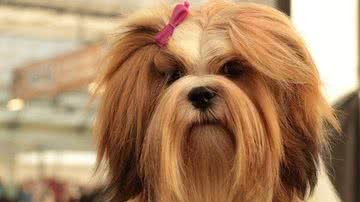 Cachorro da raça Lhasa Apso - Pixabay