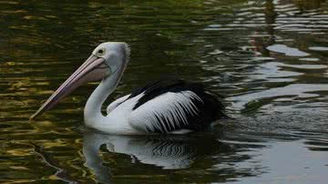 Pelicano em seu habitat natural - Pixabay