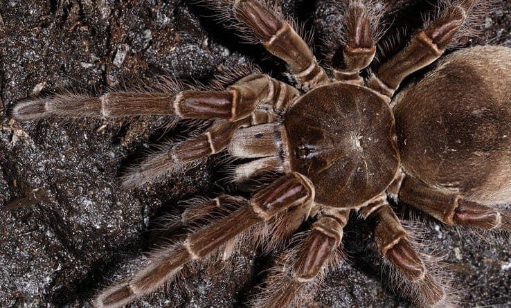 Golias Birdeater, conheça a maior aranha do mundo| Recreio