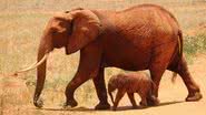 Elefantes na savana da África - Pixabay