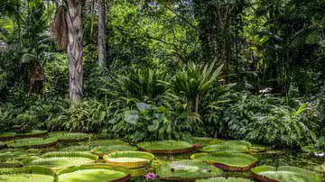 Floresta Amazônica - Wikimedia Commons